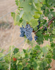 Blind Corner Bernard - Organic and Biodynamic Preservative Free Margaret River Cabernet grapes on the vine