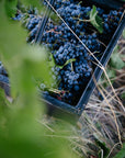 Blind Corner Bernard - Organic and Biodynamic Preservative Free Margaret River Cabernet being hand-harvested and collected in buckets