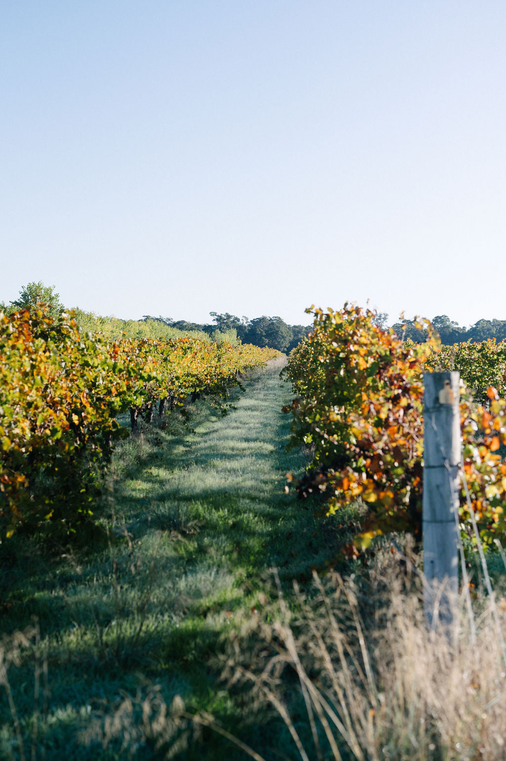 Is it Organic Wine? The secret to buying Australian Certified Organic Wines