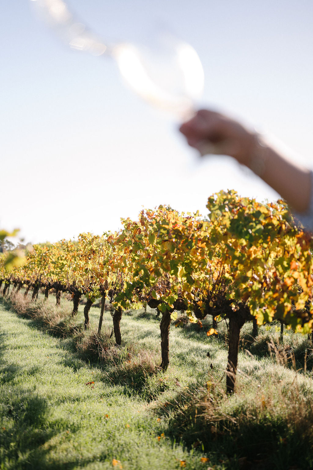 Australian Wine sales are in free fall.  Here’s How Margaret River Wineries Are Adapting