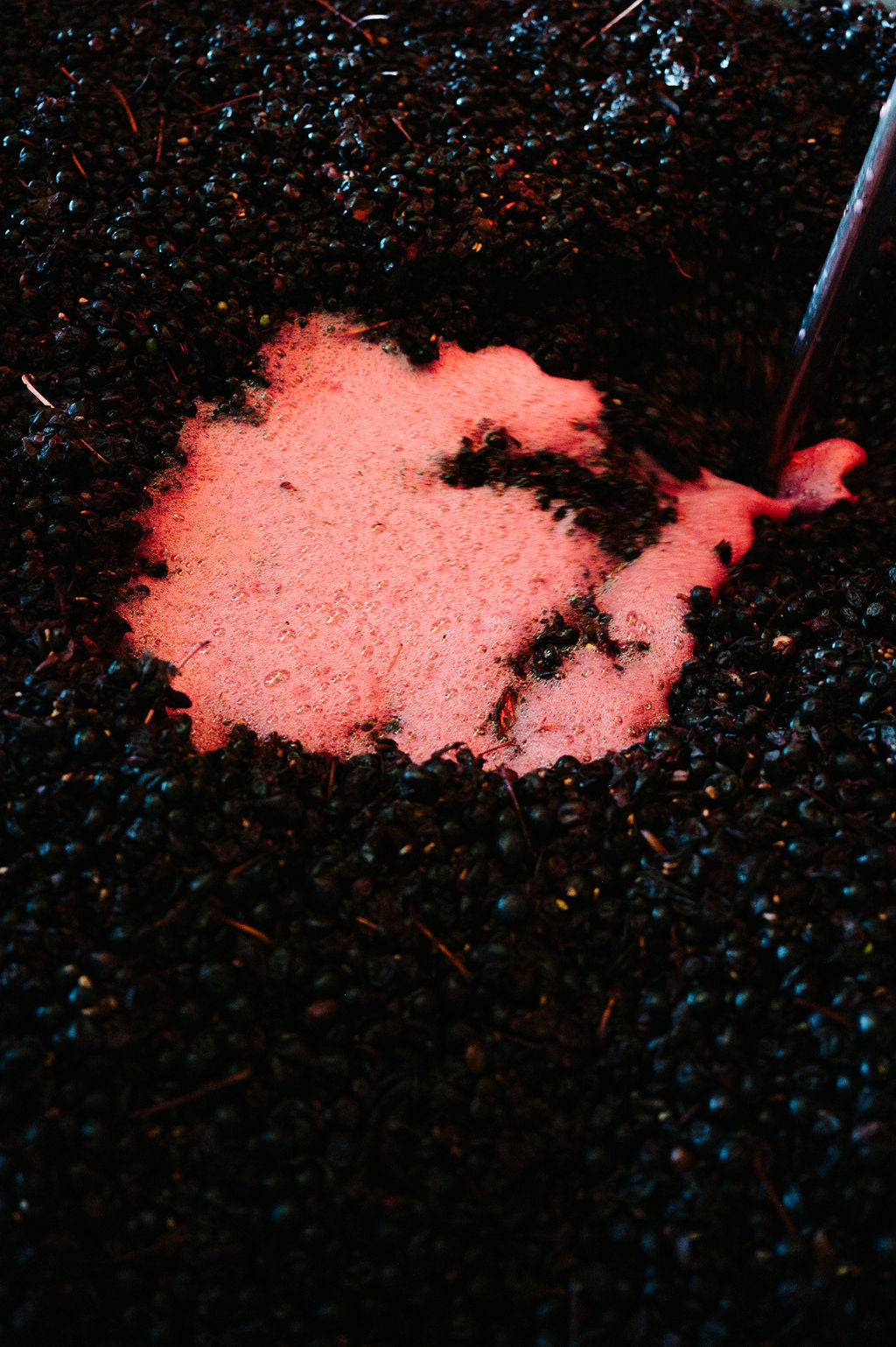 Blind Corner Bernard - Organic and Biodynamic Preservative Free Margaret River Cabernet being hand-plunged during fermentation