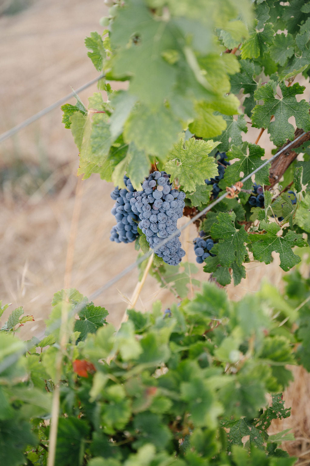 Blind Corner Bernard - Organic and Biodynamic Preservative Free Margaret River Cabernet grapes on the vine