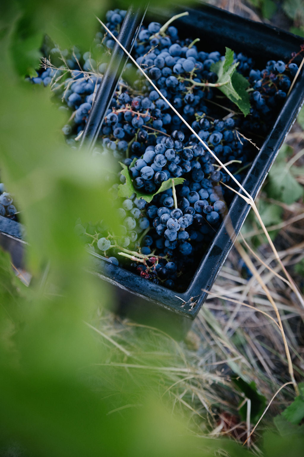 Blind Corner Bernard - Organic and Biodynamic Preservative Free Margaret River Cabernet being hand-harvested and collected in buckets