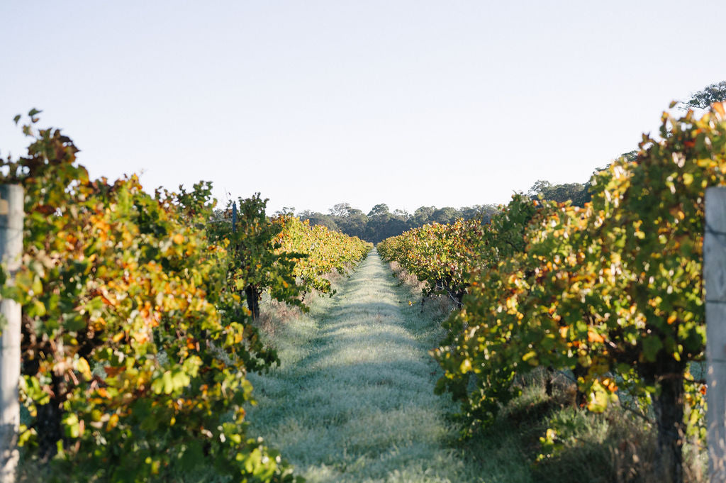 A view down the rows of the Blind Corner organic and biodynamic vineyard