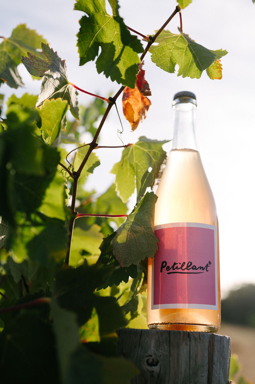 Blind Corner Organic and Biodynamic Margaret River Petillant bottle on a fence post, nestled amongst the vines