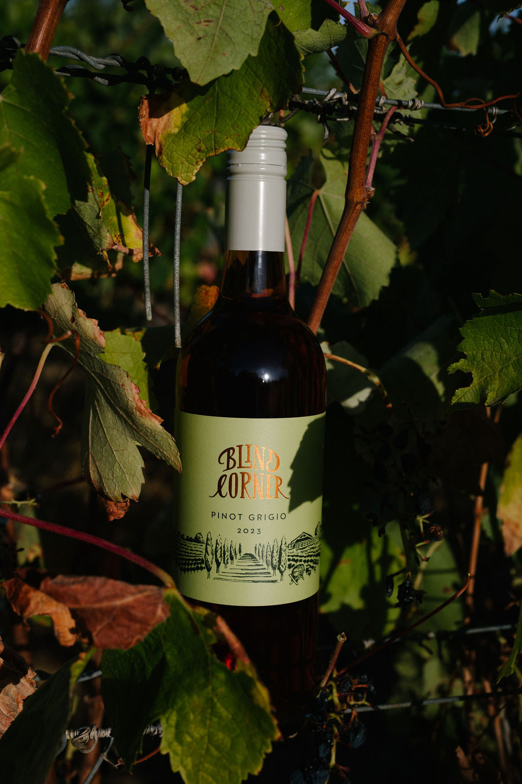 Blind Corner Organic and Biodynamic Margaret River Pinot Grigio nestled amongst the vines