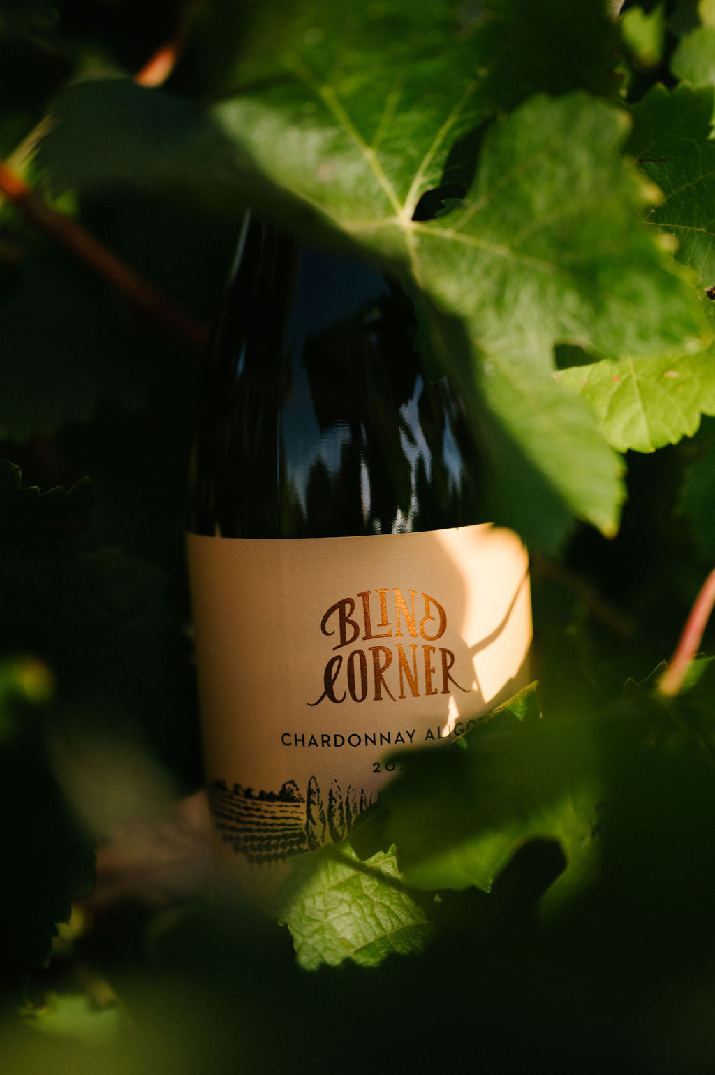 Bottle of Blind Corner Chardonnay Aligote surrounded by green leaves