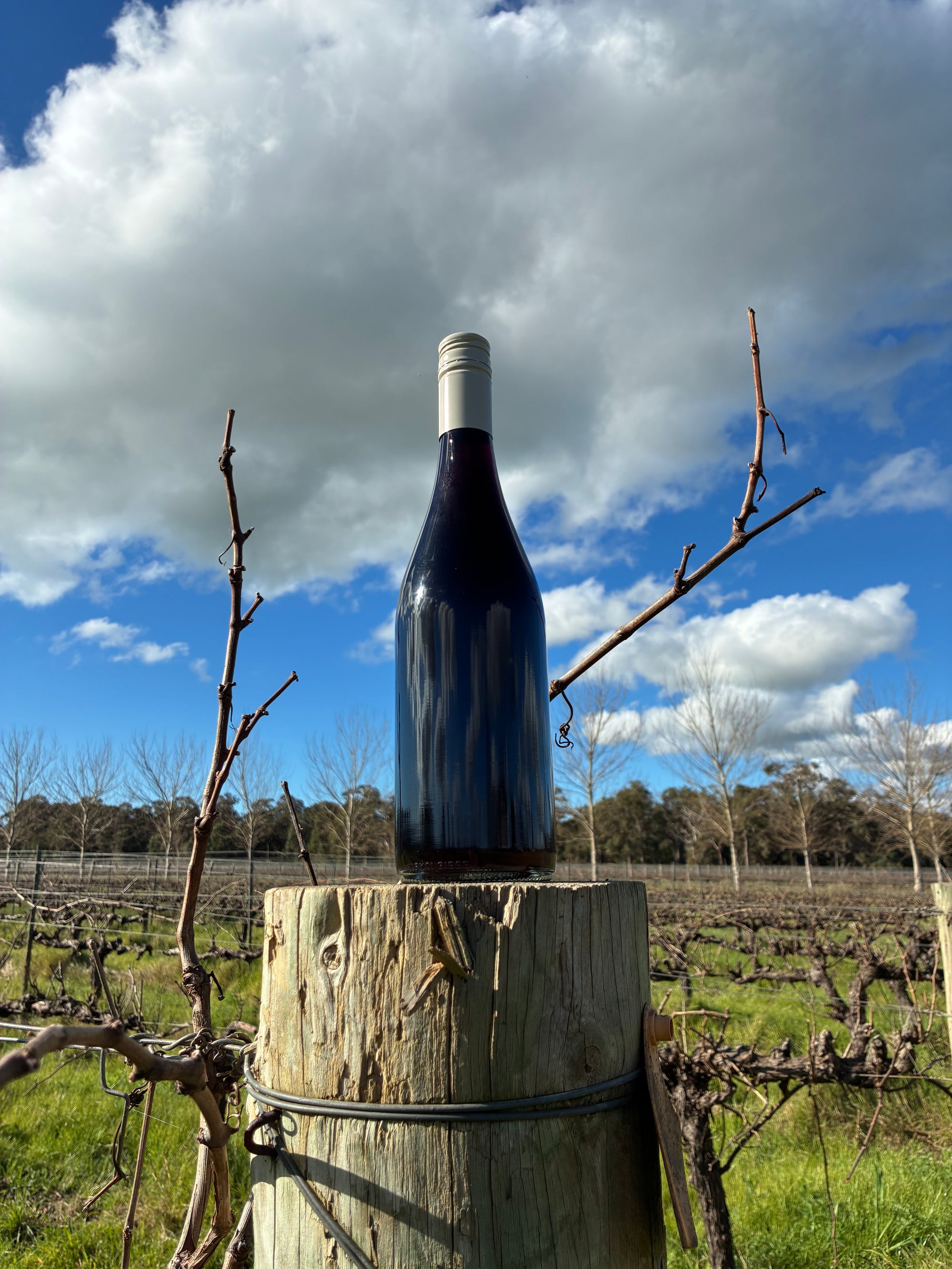 Blind Corner Organic Shiraz Cleanskin Special