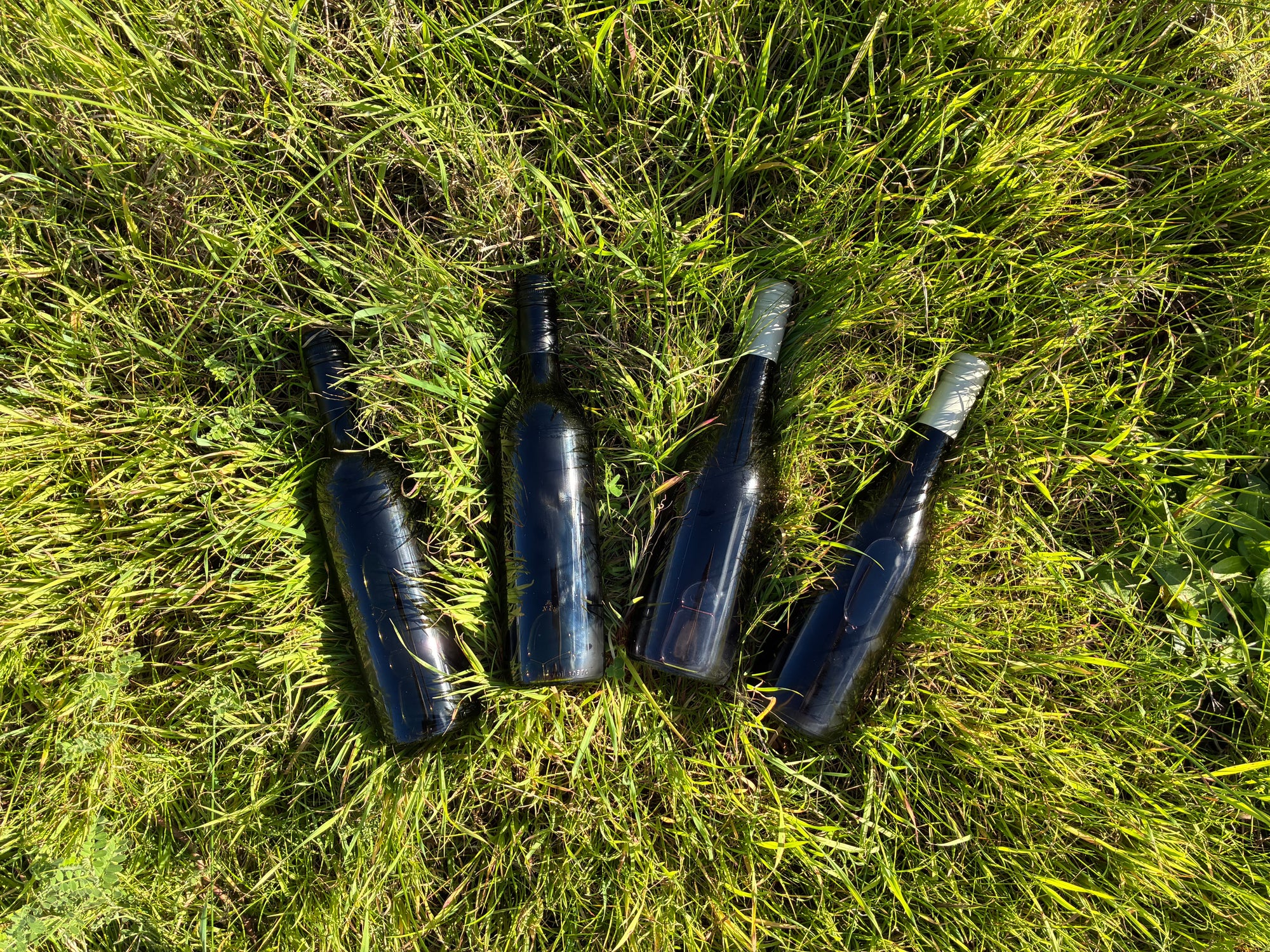 Organic Cleanskin wine bottles lying in fresh green grass on a sunny day 
